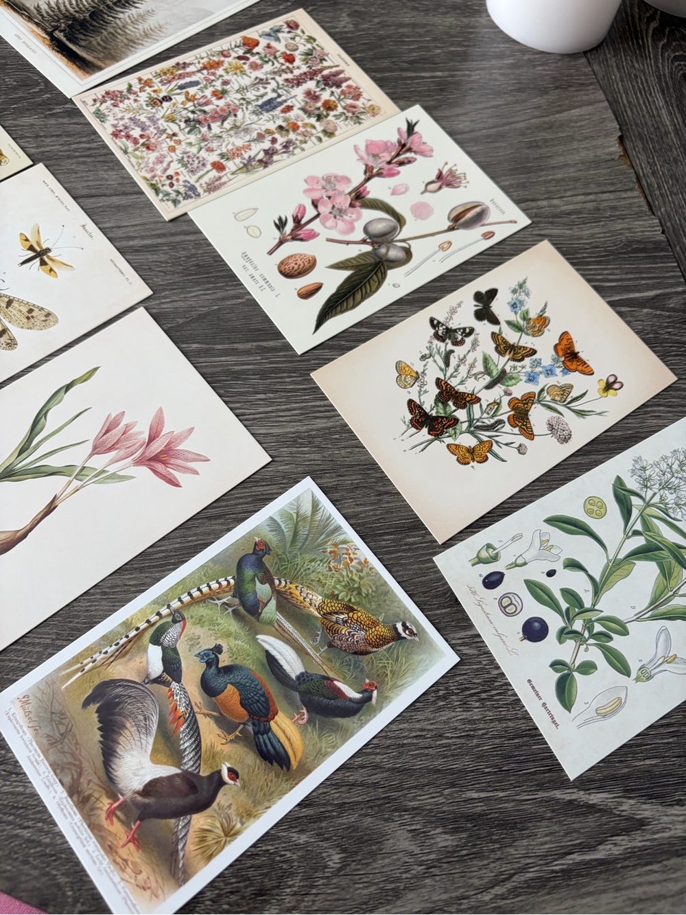 5 Assorted Floral and Nature Vintage Postcards | Botanical Stationery Bundle